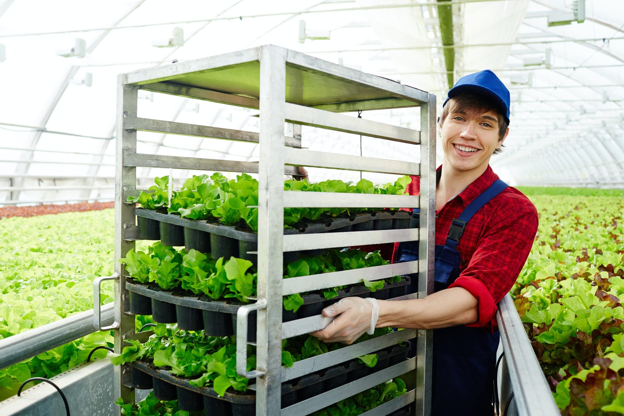 Smiling young man in a greenhouse with trays of lettuce seedlings.